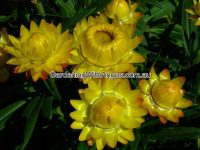 Xerochrysum bracteatum everlasting daisy 'Wallaby Sungold'