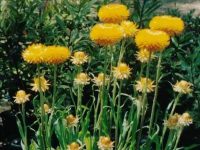 Xerochrysum bracteatum everlasting daisy 'Diane Everlasting'