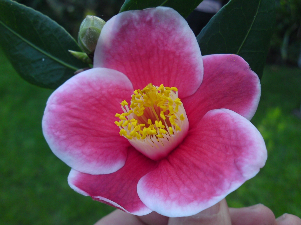 Growing Better Camellias In The Garden Gardening With Angus