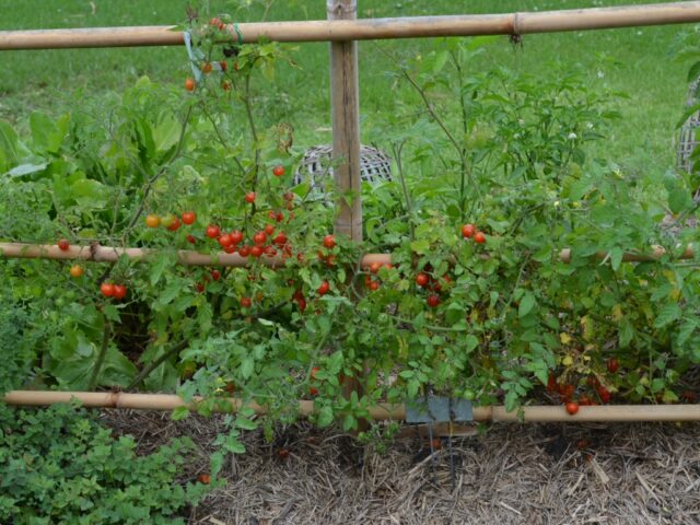 cherry-tomatoes-on-bamboo-frame