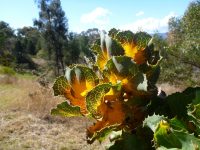 Hakea victoria - Royal hakea has stunning foliage colour
