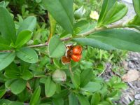 Hibbertia scandens - snake vine