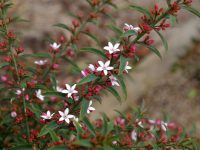 Philotheca myoporoides wax-flower 'Ruby Cascade'