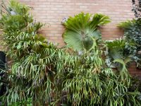 Staghorn and elkhorn ferns on a wall