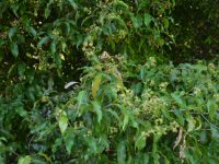 Syzygium anisatum - Aniseed myrtle has leaves that taste of liquorice