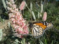 Butterfly Feeding On Nectar From A Grevillea Flower