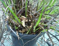Old Kangaroo Paw Plant-Showing Fresh New Shoots