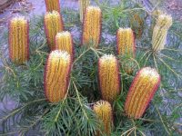 banksia cherry candles looks like bungers