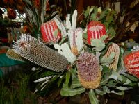 Mixed banksia flowers