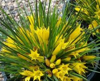 Conostylis bealiana 'Bright Sparks' originates from West Australia