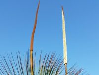 grass trees flowering at catherine hill bay