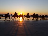 camels on cable beach