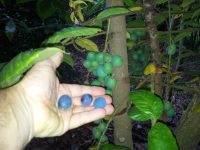 Davidsonia pruriens - Davidsons Plum fruit