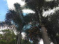 Wodyetia bifurcata - foxtail palm