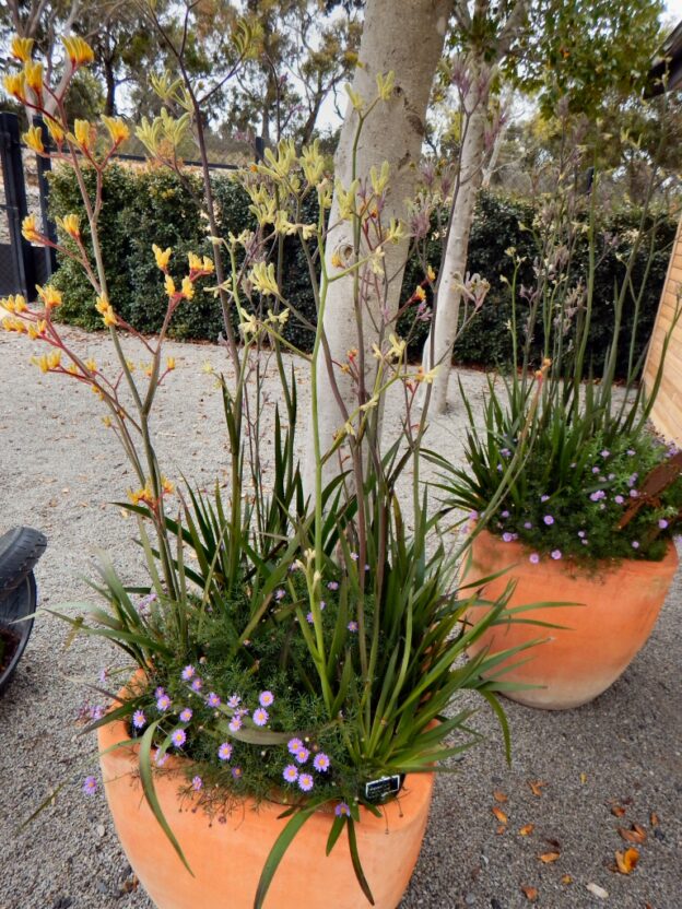 Kangaroo Paw Celebration Cranbourne, November 2016 Gardening With Angus