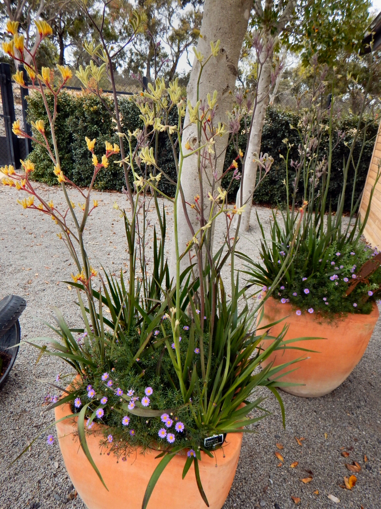 Kangaroo Paw Celebration Cranbourne, November 2016 Gardening With Angus