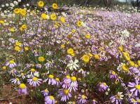 Wildflower meadow everlasting daisies in West Australia