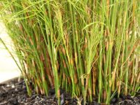 Baloskion tetraphyllus - tassel cord rush is a good plant for bog gardens