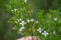 Boronia anemonifolia - sticky boronia