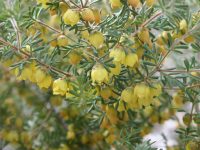 Boronia purdieana -yellow boronia