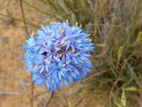 Brunonia australis - blue pincushion flower is also known as Australian native cornflower