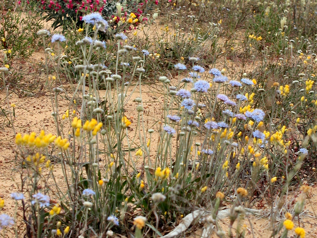 Brunonia Australis Blue Pincushion Flower Gardening With Angus