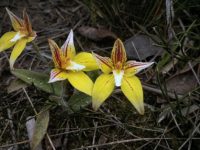 Caladenia flava - cowslip orchid