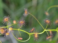 Western Australian carnivorous plant flowers