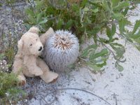 Banksia baueri - teddy bear banksia