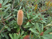 Banksia paludosa 'Little Pal'