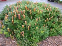 Banksia spinulosa 'Coastal Cushion'