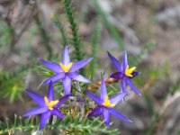 Calectasia cyanea - blue tinsel lily