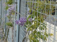 Callerya megasperma - native wisteria