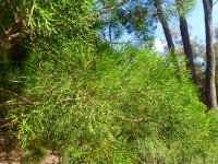 Callitris columellaris - white cypress pine