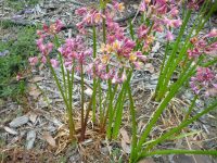 Calostemma purpureum - garland lily