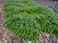Grevillea obtusifolia 'Gin Gin Gem' is a hardy ground cover