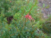 Grevillea thelemaniana 'Red Wings'