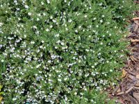 Prostanthera cuneata - alpine mint bush