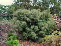 Acacia cognata 'Burgundy Cascade'