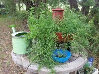 Composta system wgrowing Australian native edible plants
