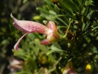 Eremophila alternifolia - Poverty Bush