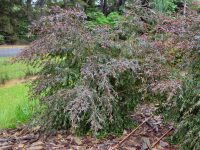 Leptospermum polygalifolium tea tree 'Copper Glow'