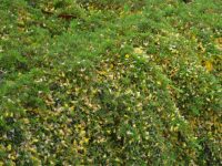 Pultaneae pedunculata 'Pyalong Gold' is a hardy australian ground cover