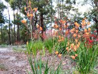 Anigozanthos kangaroo paw 'Landscape Tangerine'