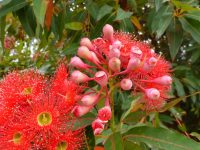 Corymbia ficifolia - Flowering Gum
