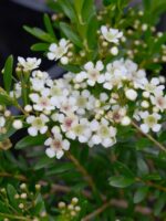 Sanantha tozerensis 'Summer Stars' Heath Myrtle Australian native shrub