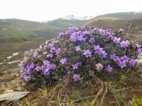 rhododendron growing wild yunnan