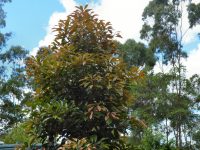 Elaeocarpus eumundi - Eumundi quandong is a great street tree