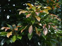 Elaeocarpus eumundi - Eumundi quandong is a north coast rainforest tree