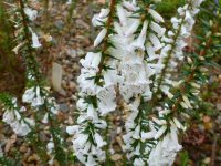 Epacris impressa white - common heath